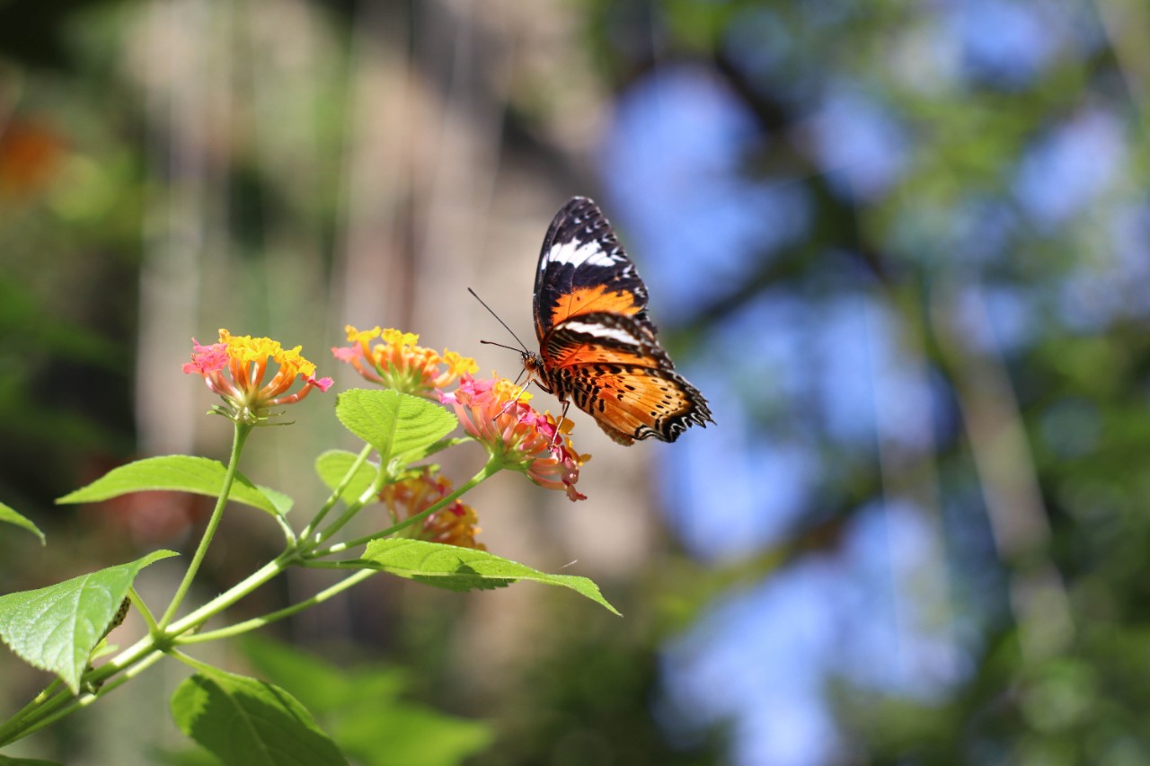 Amazing butterflies you can see at Entopia by Penang Butterfly Farm. A lot of different kind and color of butterfly. 